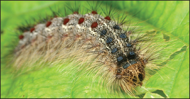 A gypsy moth caterpillar Many caterpillars eat leaves and many birds then eat - photo 3