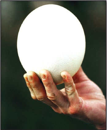 Ostrich eggs contain the largest single cells on Earth Each cell is the yolk - photo 3