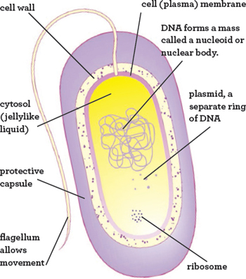 This is a bacterial cell There is great diversity of bacterial form and - photo 6