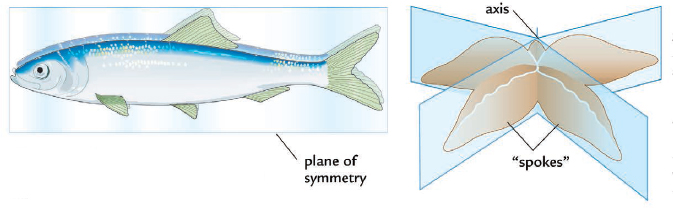 This fish is bilaterally symmetrical Cleaving the fish along its middle from - photo 4