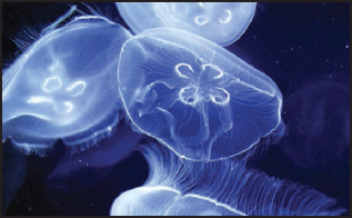 Jellyfish such as these moon jellyfish are among the simplest of all animals - photo 6