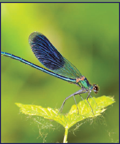 This dragonfly would be dwarfed by its ancient relatives Some invertebrate - photo 7