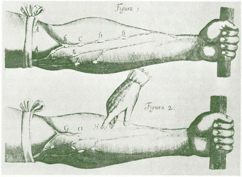 William Harvey made drawings of the valves that he found in the veins of the - photo 7