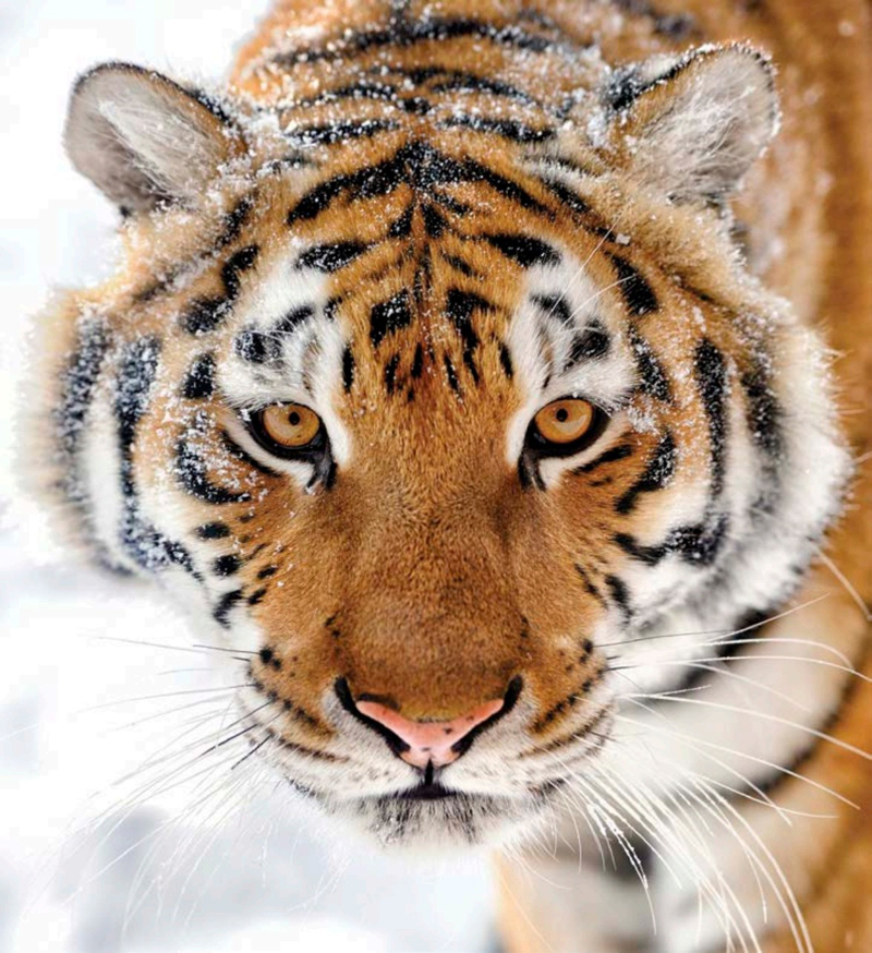 The tiger is one of the biggest hunters on Earth and also one of the rarest - photo 2