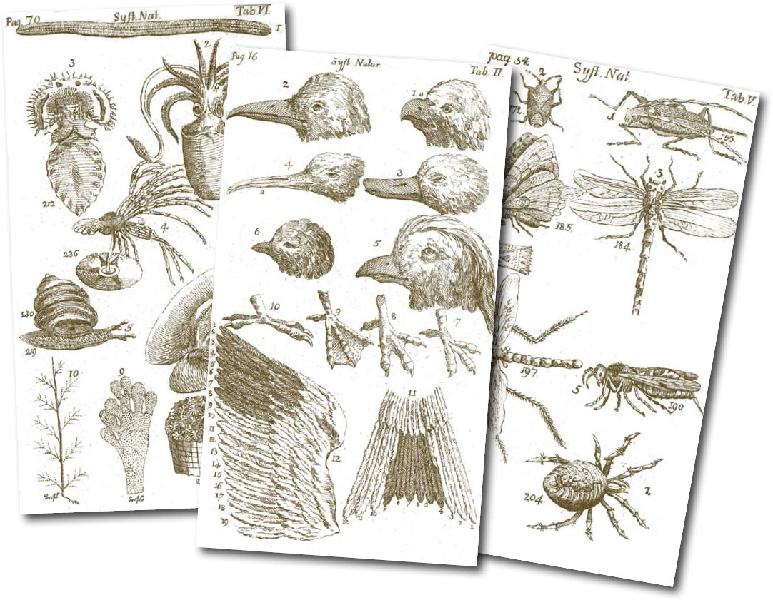 Linnaeus used these drawings of animal anatomy to show how each group of - photo 9