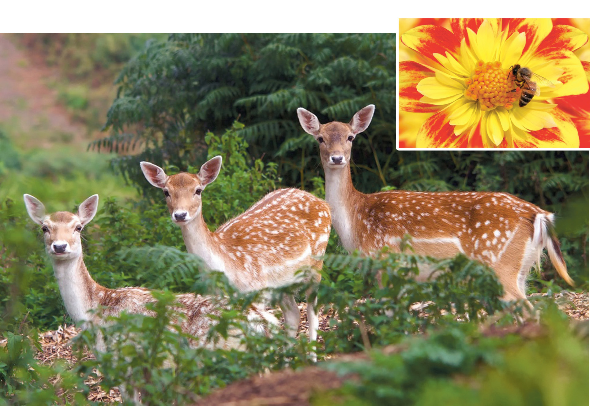 Bees buzz in flowers Birds sing in trees Deer browse our forests In twos and - photo 8