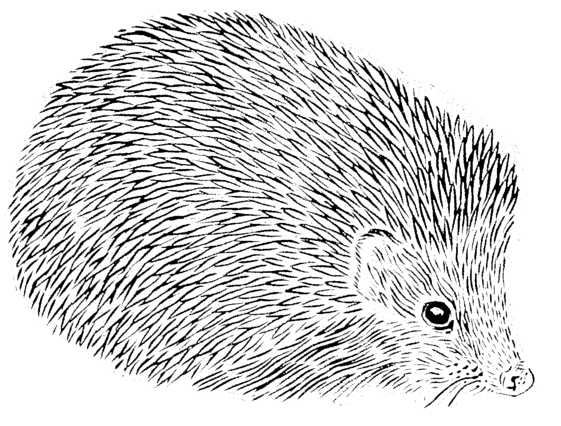 The name stuck And describes the European hedgehog Erinaceus europaeus to - photo 7