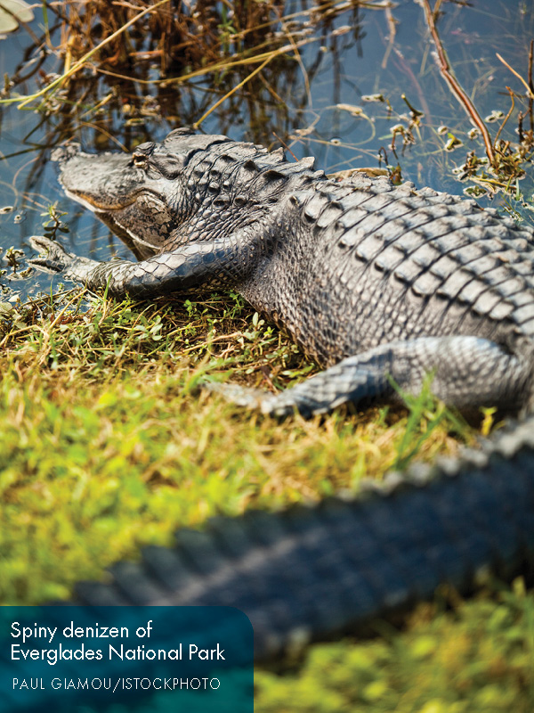 Miami and Miami Beach The Everglades - photo 11