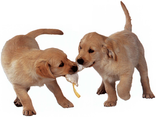 Puppies learn about each others strengths and weaknesses as they play together - photo 6