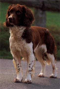 A Springer Spaniel is likely to be energetic and enjoy retrieving because of - photo 7