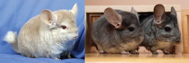 There are three chinchilla body types from left to right the blocky - photo 5