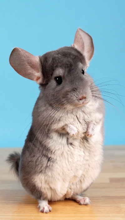 This inquisitive chinchilla has the night vision and superb hearing - photo 1