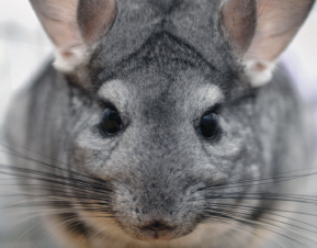 This inquisitive chinchilla has the night vision and superb hearing - photo 3