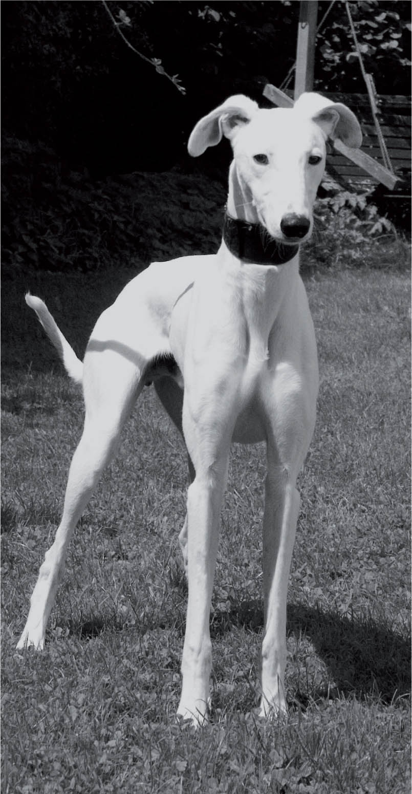 A young longdog with Saluki breeding TYPE DESCRIPTION In some books the - photo 1