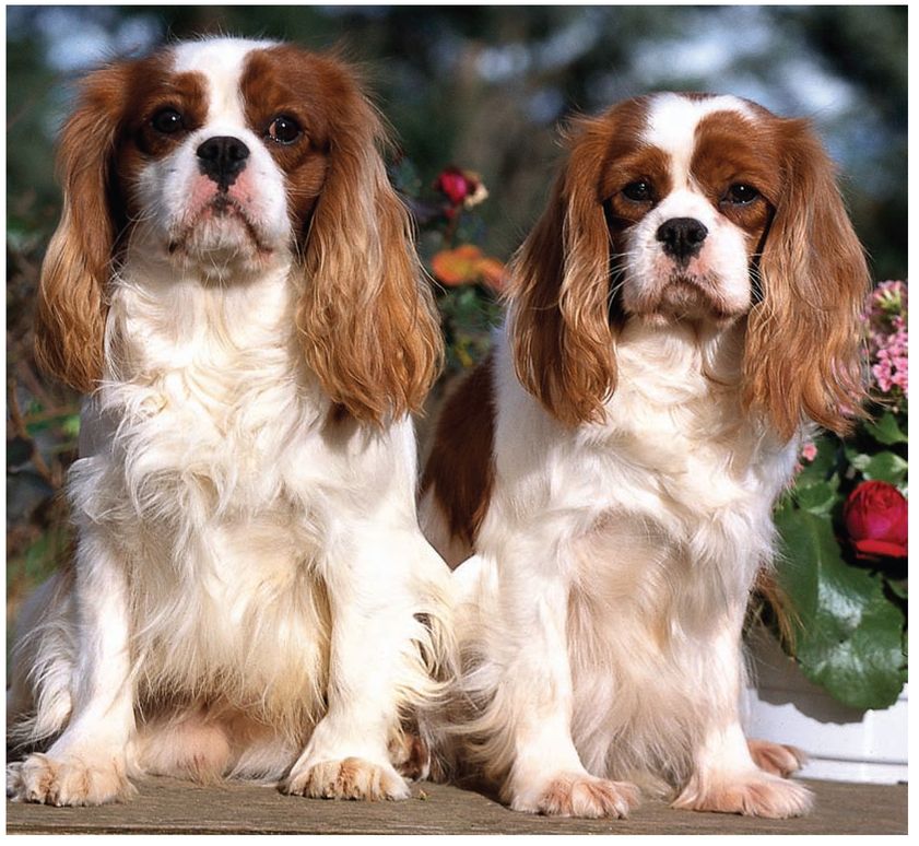 Meet other Cavalier owners just like you On our Cavalier forums you can chat - photo 4