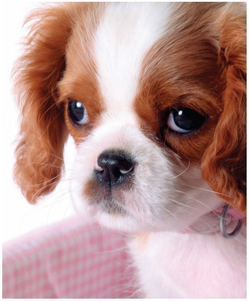 Meet other Cavalier owners just like you On our Cavalier forums you can chat - photo 5