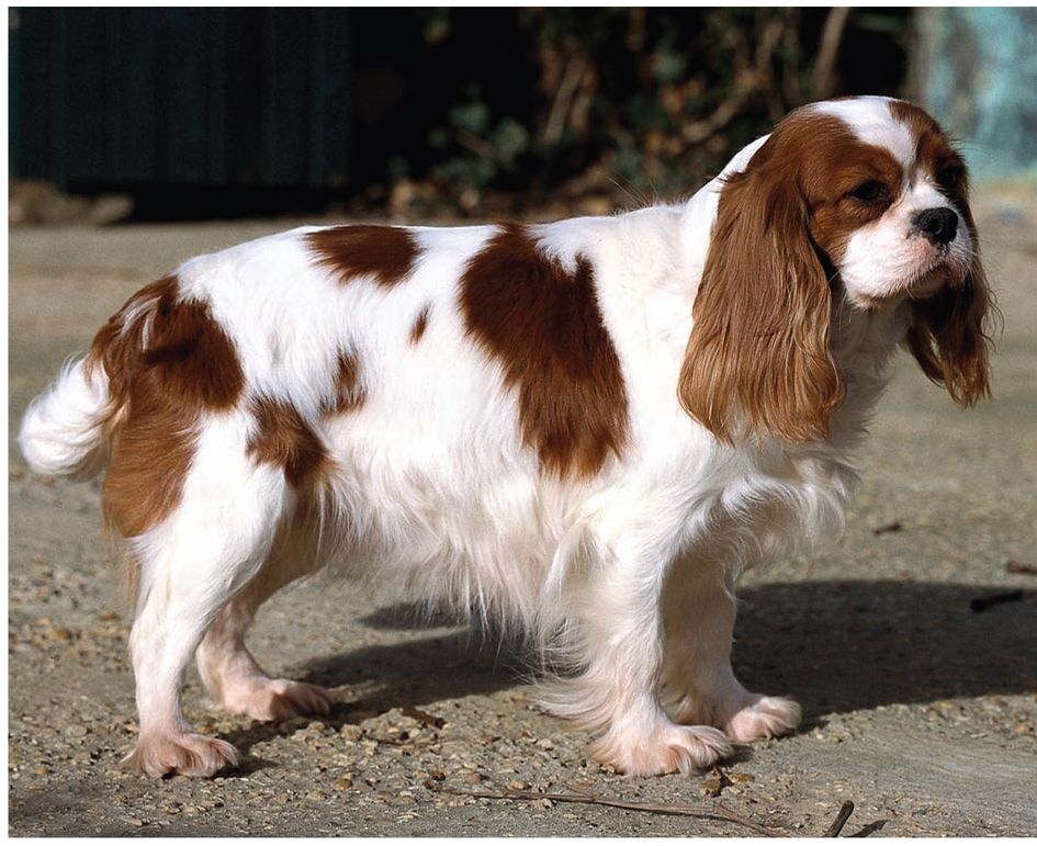 Cavaliers exist in four main color variations Blenheim pictured but they all - photo 8