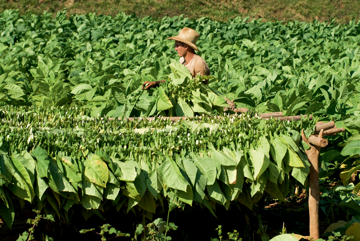 Top Attraction 8 Sylvaine PoitauAPA Viales Valley Visit tobacco fields and - photo 12