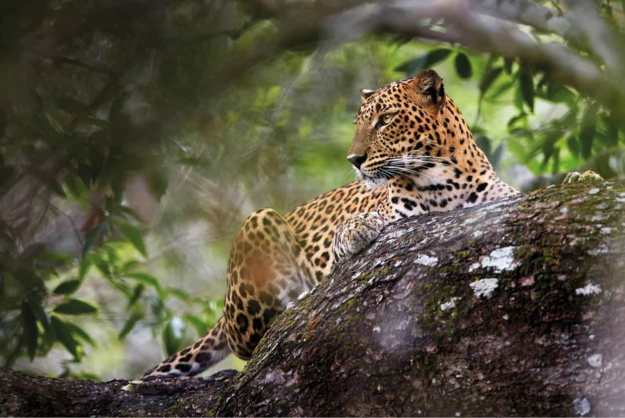 Top Attraction 7 Shutterstock Yala National Park Famous for its significant - photo 10