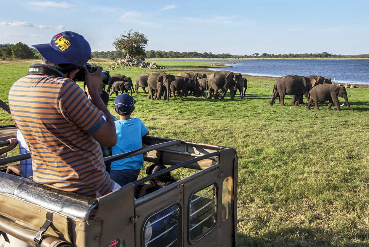 Top Attraction 1 Shutterstock Elephant Gathering at Minneriya National Park - photo 4