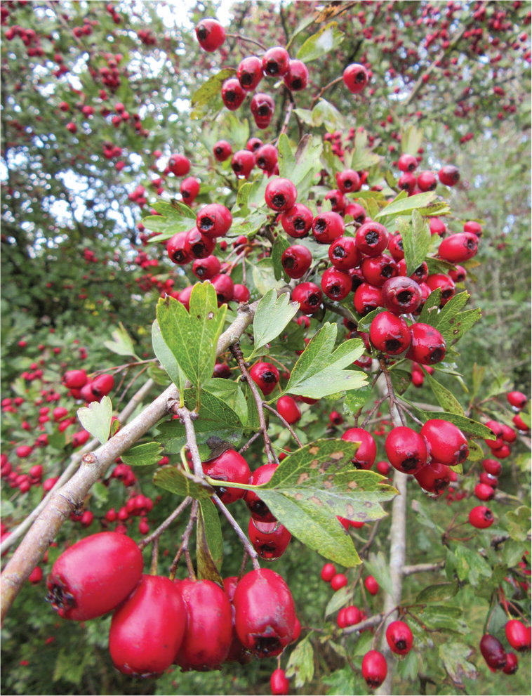 Hawthorns at Pioneer Park TRAILS AT A GLANCE - photo 5