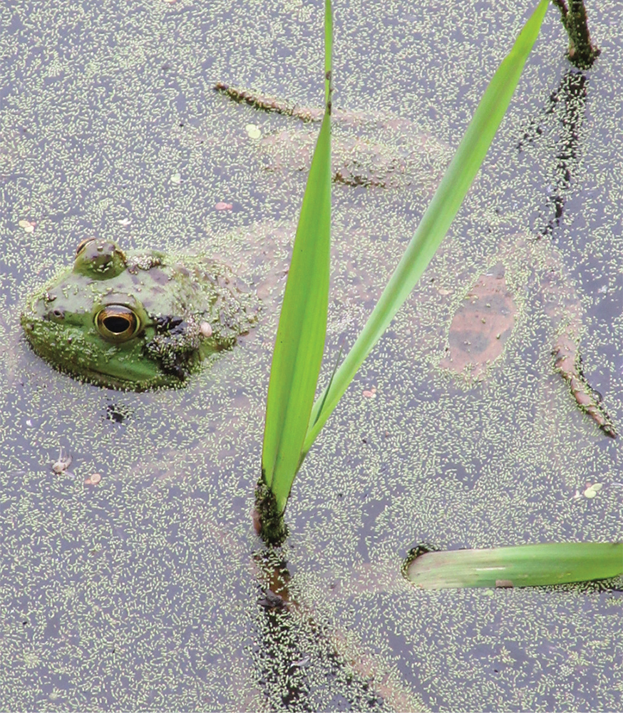 Nonnative bullfrog at McLane Creek This guide has two missions One is to - photo 11