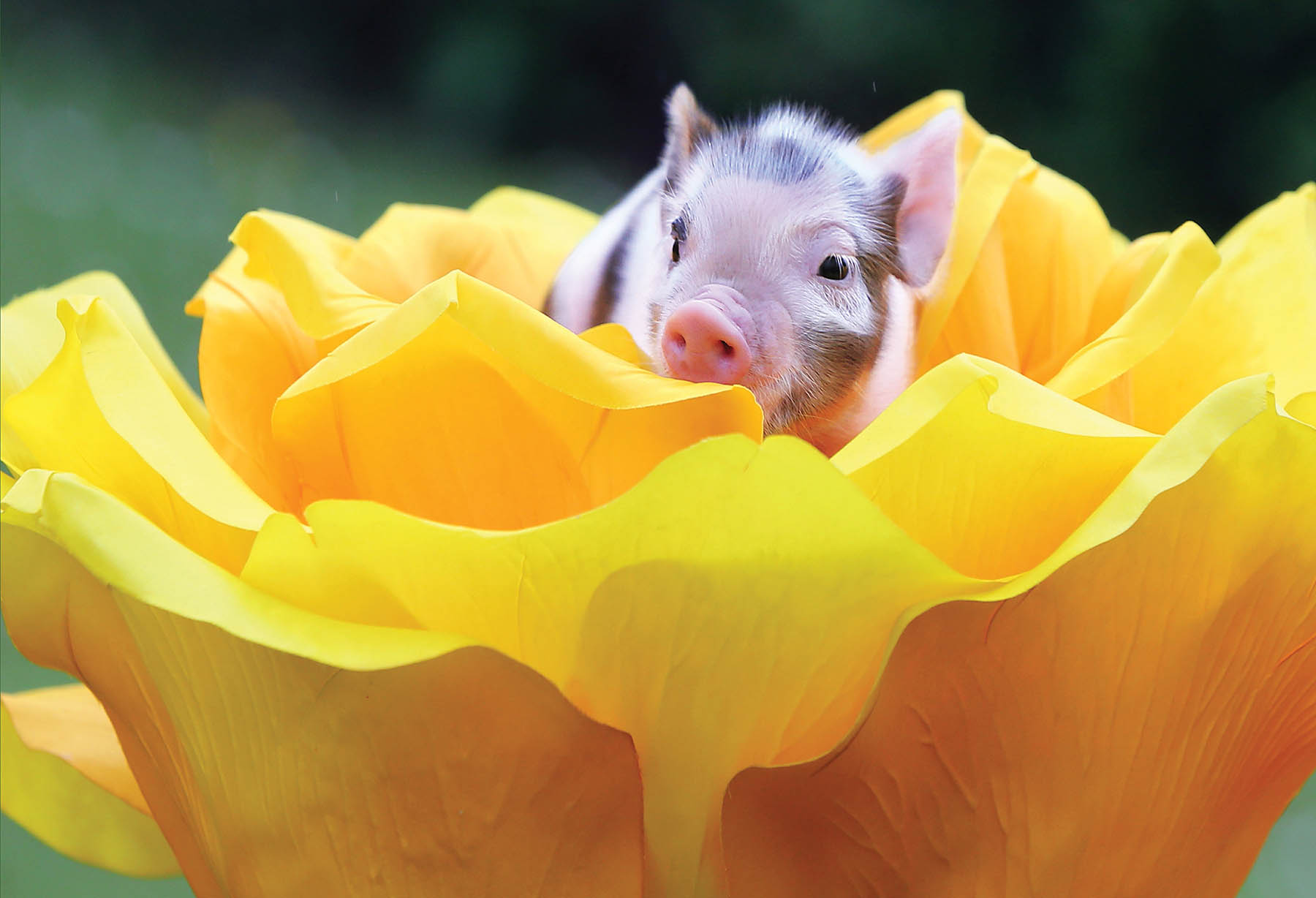 When you take a flower in your hand and really look at it its your world for - photo 15