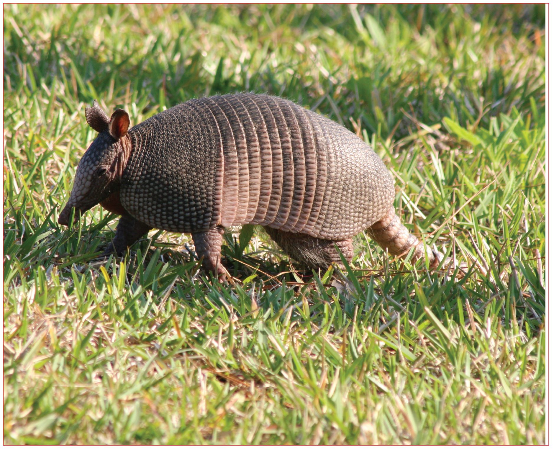 Scientists are fond of armadillos for a number of reasons One is that a - photo 3