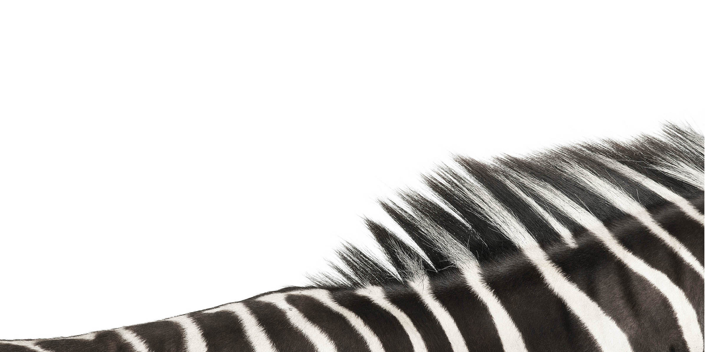 Zz zebra Glossary Aa Half of an - photo 53