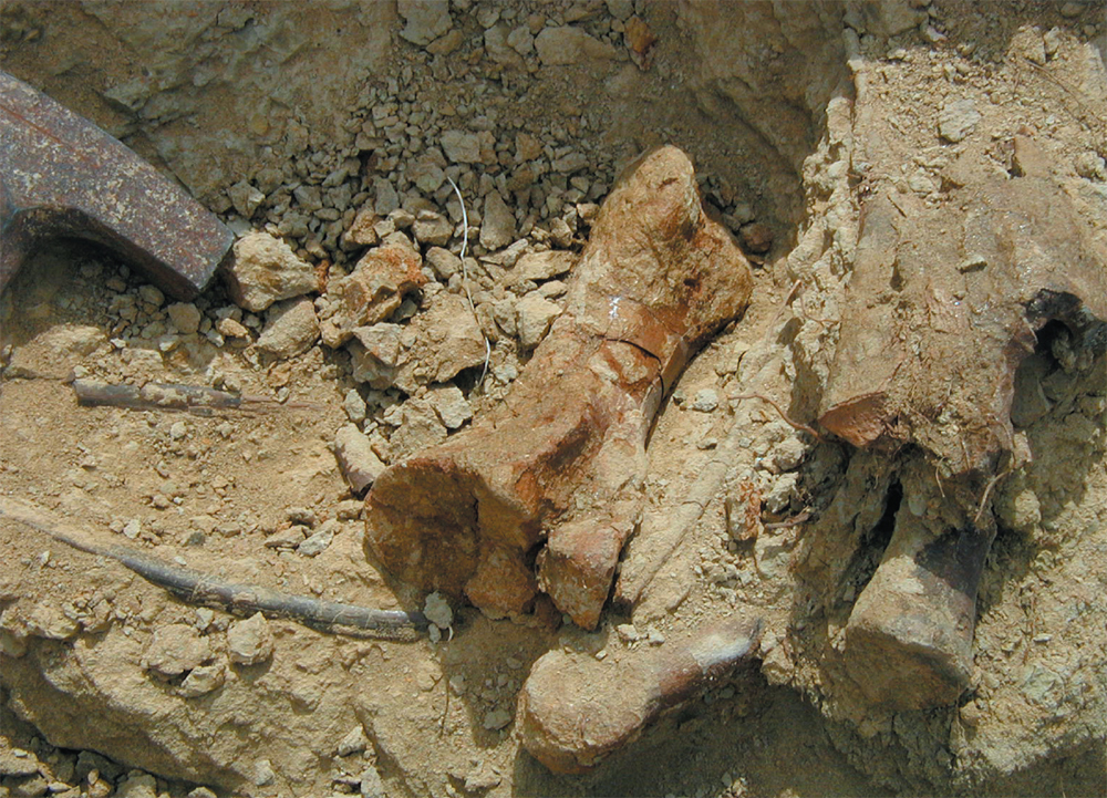 The toe bone was the first fossil found from the mystery dinosaur The next - photo 9