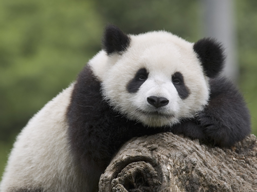 Image Credit Mitsuaki IwagoMinden Pictures A panda cub is the size of a - photo 6