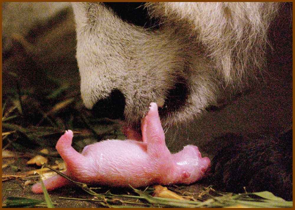 Image Credit Katherine FengMinden Pictures A panda is pink when it is born - photo 7