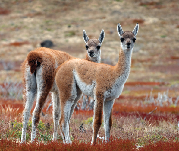 Image Credit Peter LiljaGetty Images This baby can stand when it is born - photo 8