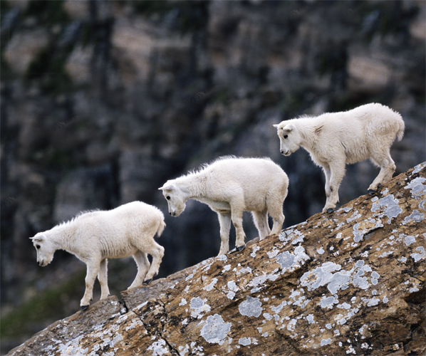 Image Credit Art WolfeGetty Images Baby mountain goats are called kids Baby - photo 12