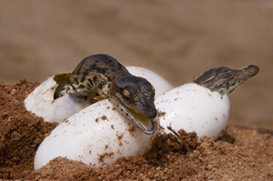 Image Credit Shutterstiockcom hatchling HATCH lingA baby born from an egg - photo 2