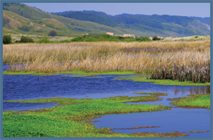 Image Credit Shutterstock marsh marshLand that is covered with water most - photo 3