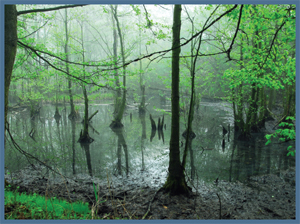 Image Credit Shutterstock swamp swahmpLand that is covered with water most - photo 4