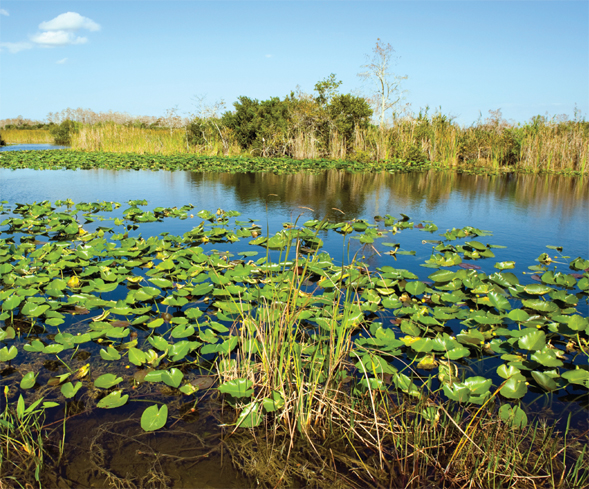 Image Credit Karen MassieriStockphotocom A wetland is land that has a lot of - photo 6