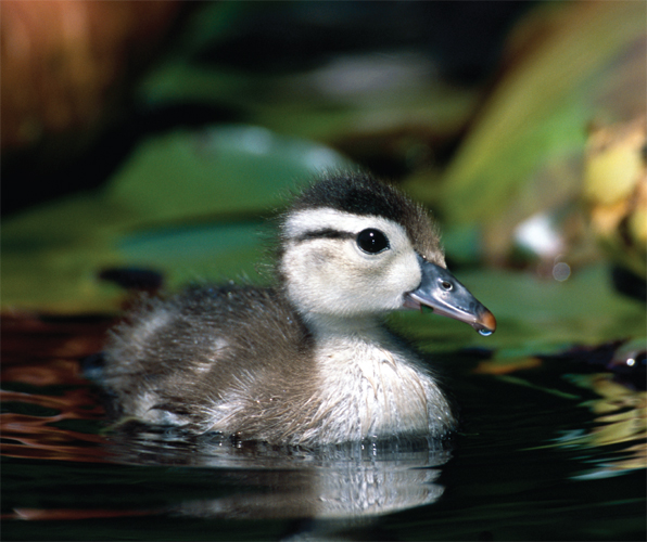 Image Credit T Kitchin V HurstNHPA Wood ducks are born in a nest high in a - photo 7