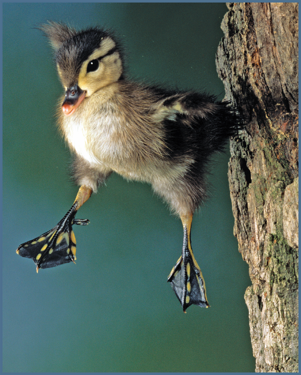 Image Credit McDonald Wildlife PhotogAnimals Animals A baby wood duck jumps - photo 8