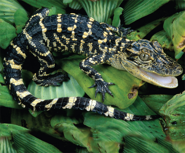 Image Credit James Carmichael JrNHPA Baby alligators hatch from eggs Their - photo 9