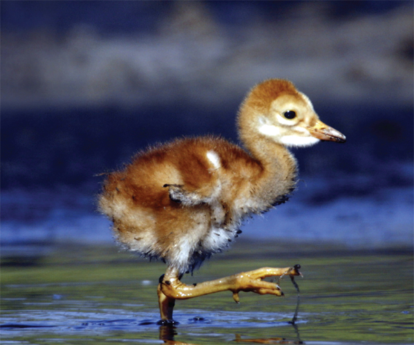 Image Credit James Urbachphotolibrarycom This chick is one day old Baby - photo 11