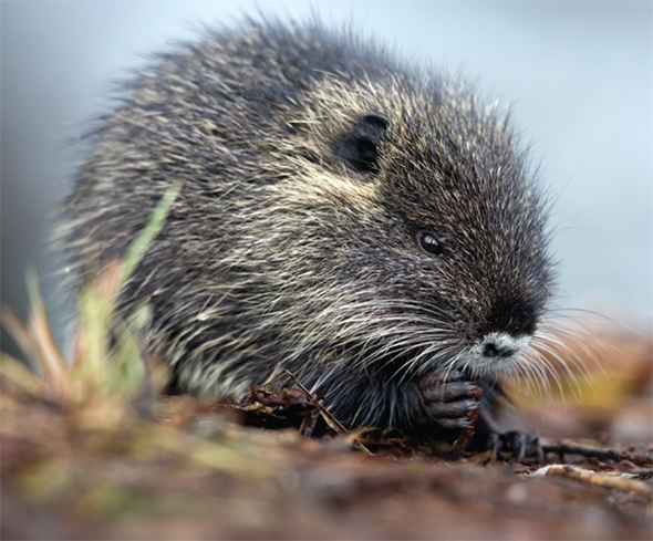 Image Credit WildlifePeter Arnold Inc Nutria NOO tree uh spend a lot of - photo 13