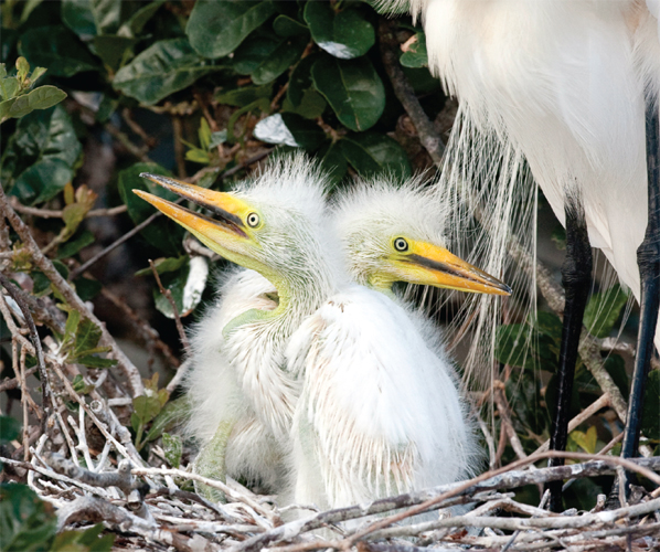 Image Credit Jeff CashdollariStockphotocom Egret EE gret chicks are very - photo 15