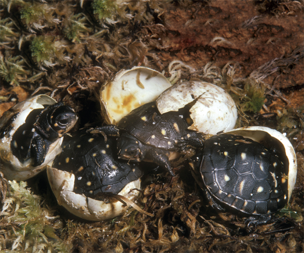 Image Credit Leszczynski ZigmundAnimals Animals These are spotted turtles - photo 17