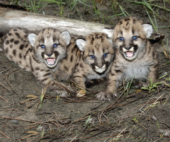 Image Credit Ralph ArwoodDRK Photo Florida panther kittens are born in a warm - photo 19