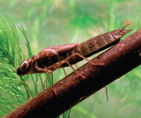 Image Credit Rene KrekelsFoto NaturaMinden Pictures A dragonfly hatches from - photo 21