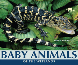 Carmen Bredeson - Baby Animals of the Wetlands