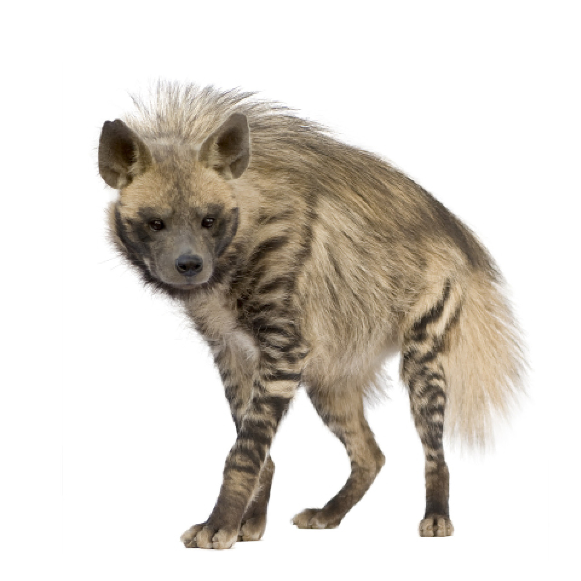 Striped Hyena Waterbuck Watusi Bull - photo 21