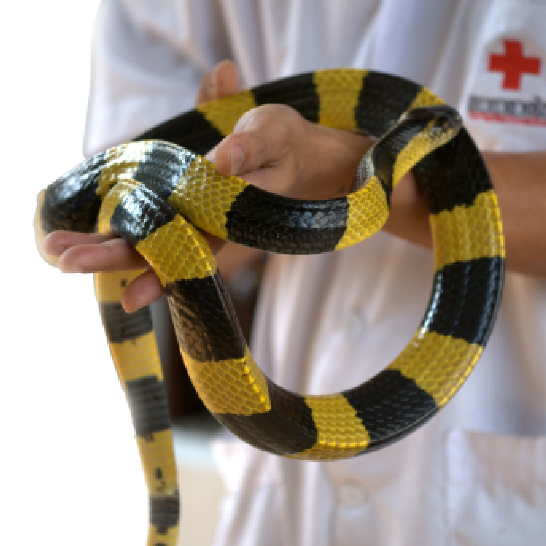 Banded Krait Bengal Tiger Banteng - photo 26